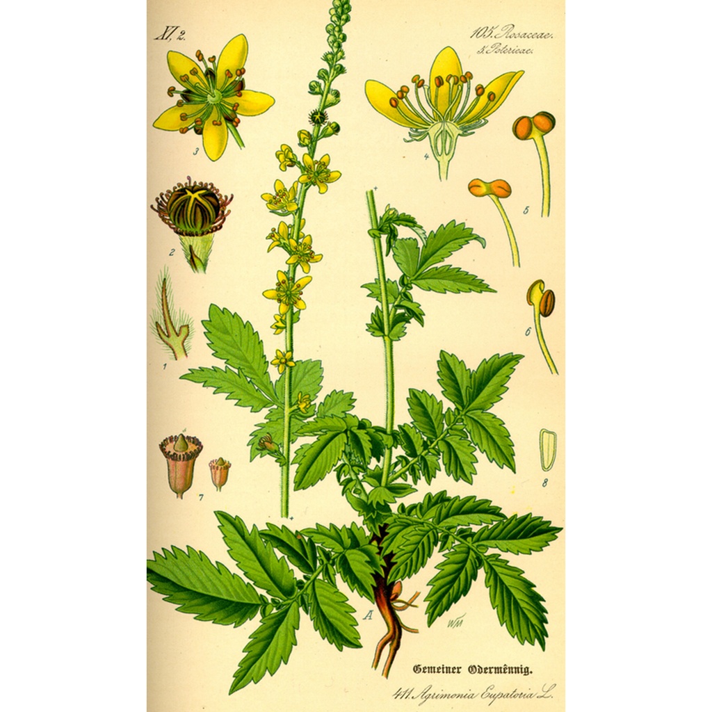 SOUTHERN LIGHT HERBS | Organic Agrimony Organic Tea 50g