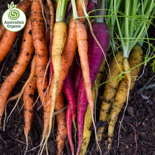 Certified Organic Rainbow Dutch Carrots