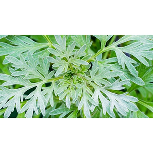 SOUTHERN LIGHT HERBS｜有机苦艾草茶 - 50克